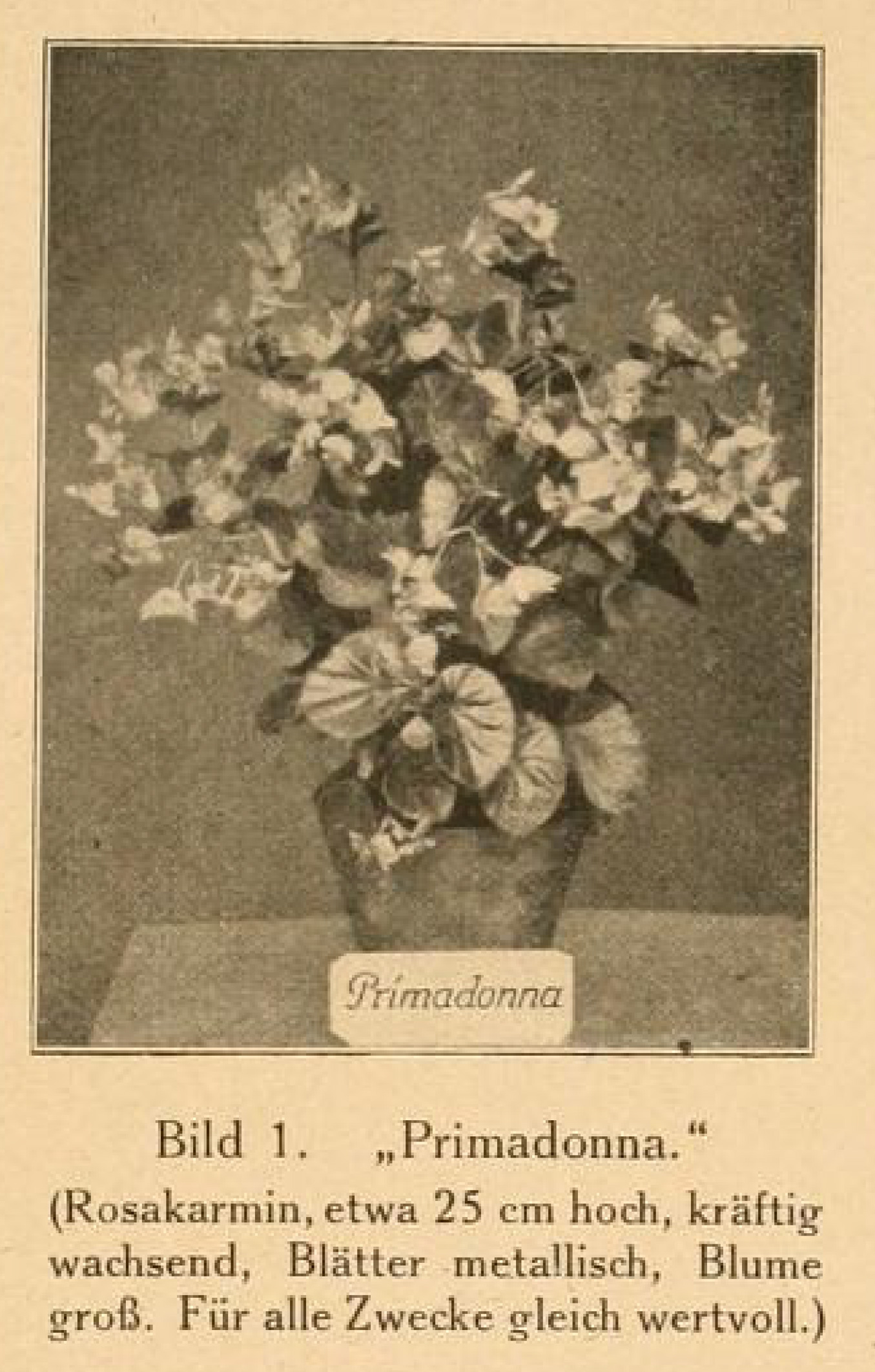 B. ‘Primadonna’